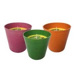 Citronella en maceta D 10 cm.